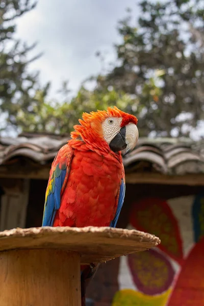 Widok Bliska Kolorowe Szkarłatne Macaw Rozmytym Tle — Zdjęcie stockowe