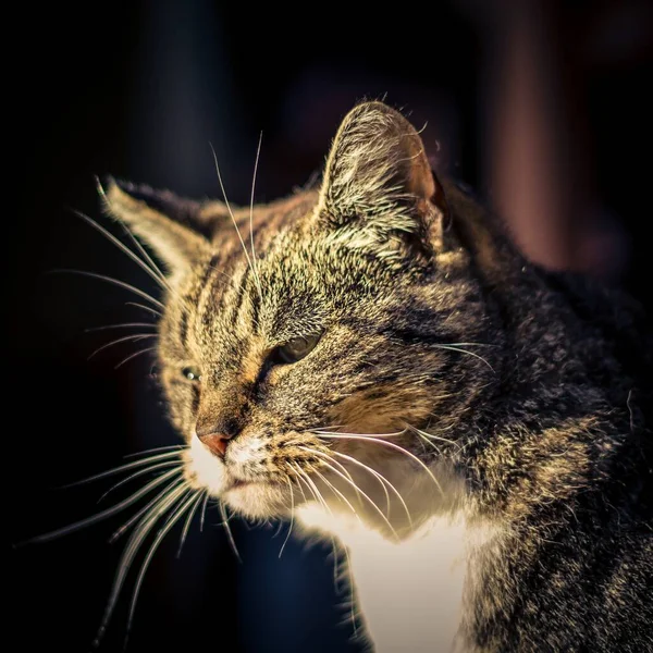 ภาพใกล ดของแมวส เทาหล ภายใต แสงอาท — ภาพถ่ายสต็อก