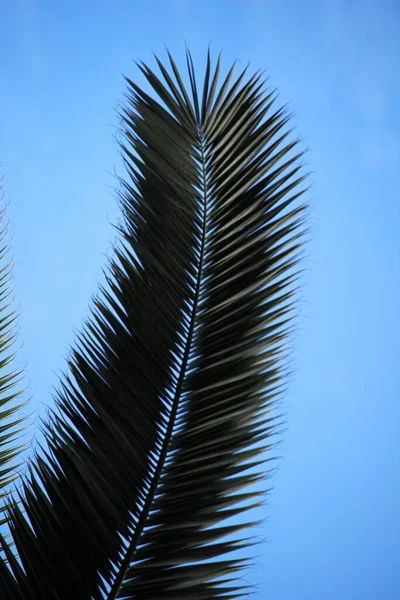 Plano Ángulo Bajo Una Rama Palmera Tropical Bajo Cielo Azul — Foto de Stock