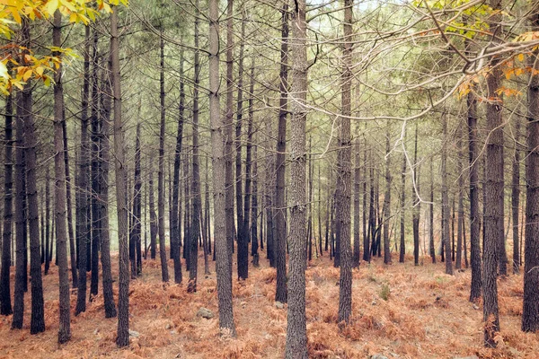 Гарний Знімок Лісу Восени Ідеально Підходить Природної Концепції — стокове фото