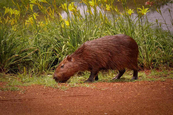 Primer Plano Capybara Roedor Más Grande Del Mundo Con Flores — Foto de Stock