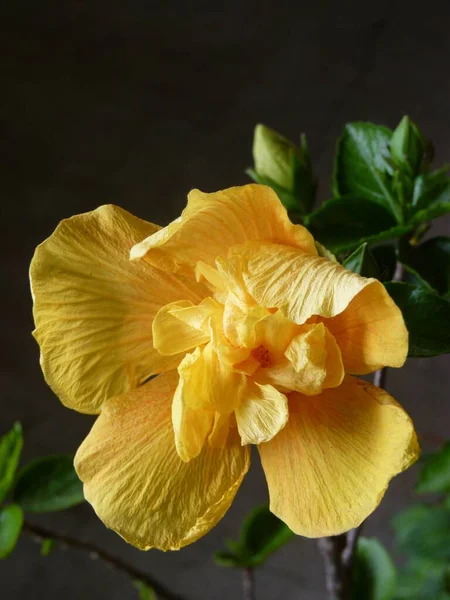 Zbliżenie Ujęcie Pięknych Orchidei Kwiaty Ogrodzie — Zdjęcie stockowe