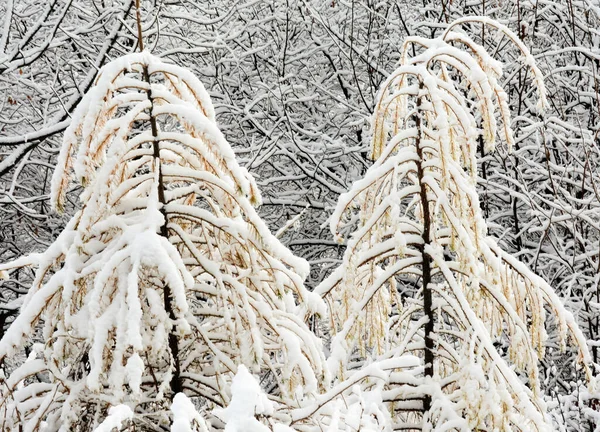 Vacker Bild Ett Snöigt Skogslandskap — Stockfoto