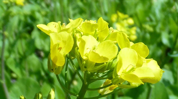 Een Closeup Van Mosterd Bloem Bloesems Onder Het Zonlicht Een — Stockfoto