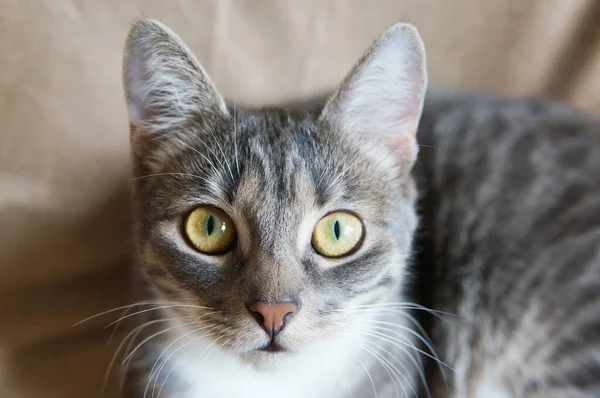 緑の目をした可愛い子猫のクローズアップ — ストック写真