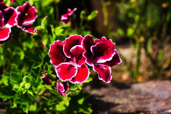 Ένα Κοντινό Πλάνο Του Λουλουδιού Regal Geranium Στον Κήπο — Φωτογραφία Αρχείου
