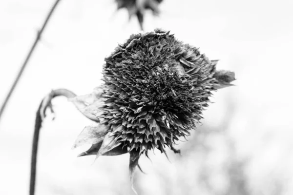 Egy Közeli Szürkeárnyalatú Felvétel Egy Elszáradt Virágról — Stock Fotó