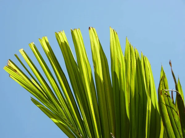 Liście Palmy Błyszczące Pod Błękitnym Niebem — Zdjęcie stockowe