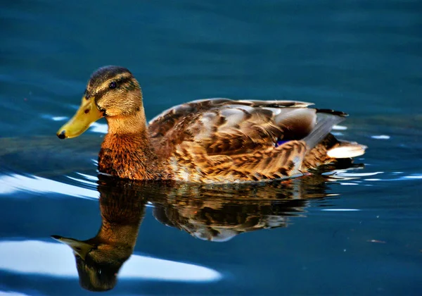 Closeup Shot Mallard Reflective Lake — Stock Photo, Image