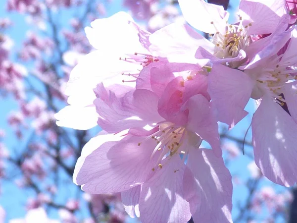 Gros Plan Belles Fleurs Cerisier Sur Les Branches — Photo