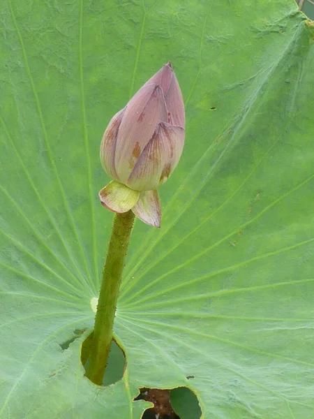 Gros Plan Beau Lotus Rose Dans Étang Dans Une Campagne — Photo