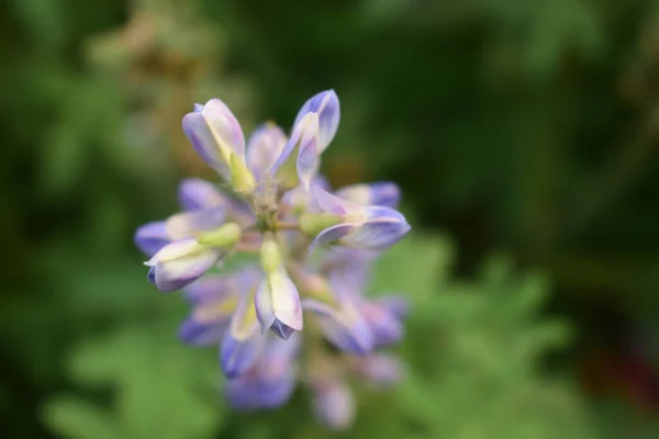 Primo Piano Una Scilla Carina Sotto Luce Del Sole — Foto Stock