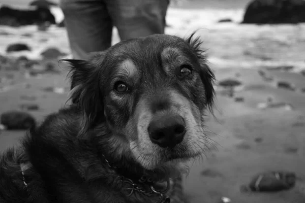 Deniz Kıyısındaki Şirin Köpek Yavrusunun Gri Tonlu Bir Resmi — Stok fotoğraf