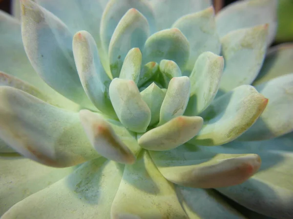 Una Macro Toma Planta Cactus Suculento Verde Bajo Luz Del —  Fotos de Stock