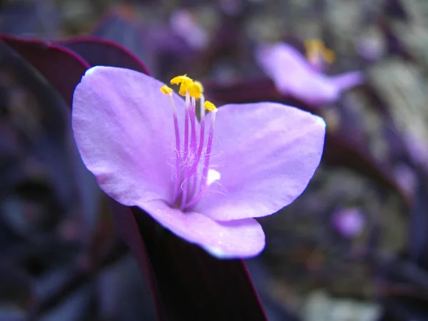 Close Uma Bela Flor Melastome Roxo Fundo Borrado — Fotografia de Stock