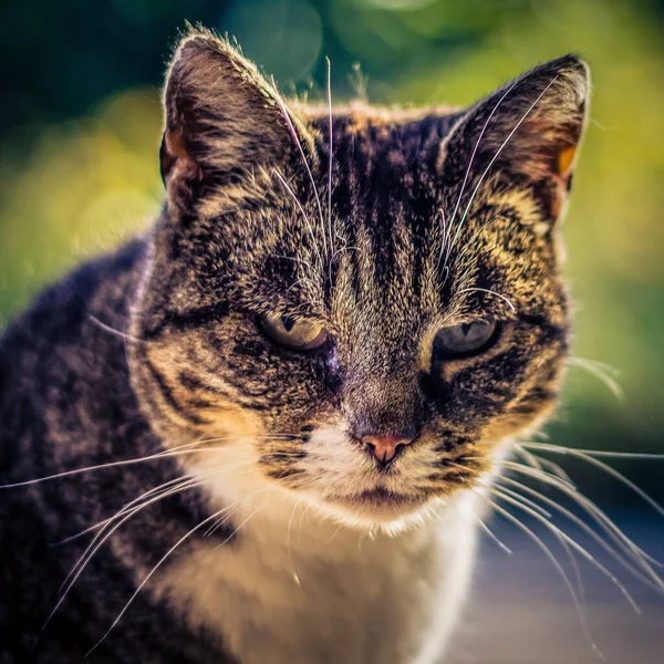 Closeup Cute Cat Staring Camera — Stock Photo, Image