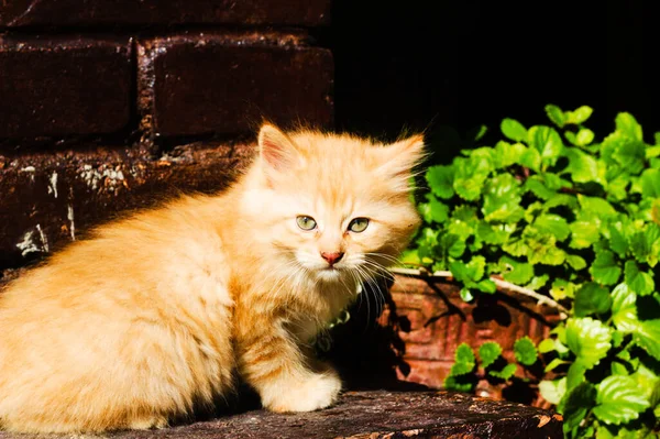 一只橙色小猫在阳光下的特写镜头 — 图库照片