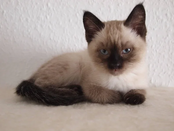 Primer Plano Adorable Gato Siamés Con Ojos Azules —  Fotos de Stock