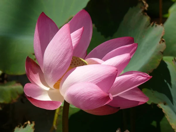 Close Belo Lótus Rosa Uma Lagoa Campo Tranquilo — Fotografia de Stock