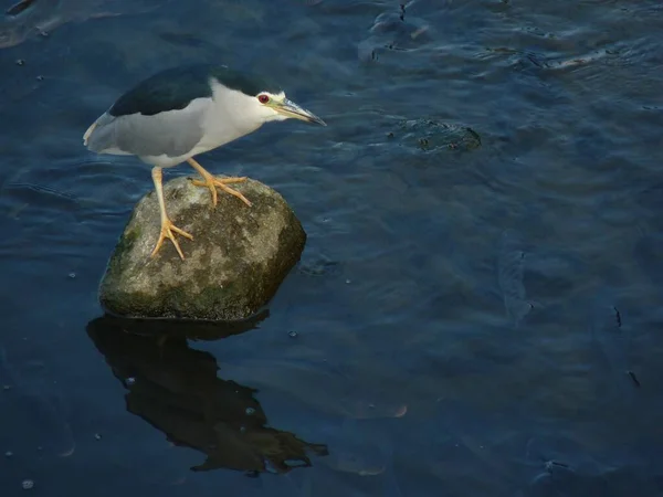 Крупный План Обычной Птицы Цапли Сидящей Камне Озере — стоковое фото