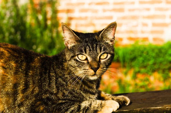 太陽の光に対してグレーの子猫のクローズアップショット — ストック写真