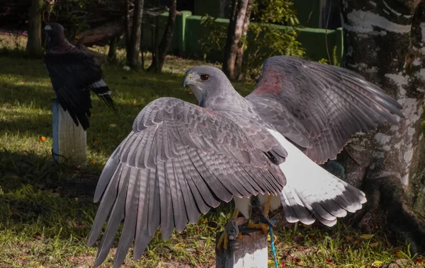 Primer Plano Pequeño Águila Con Una Pluma Gris Alas Abiertas — Foto de Stock