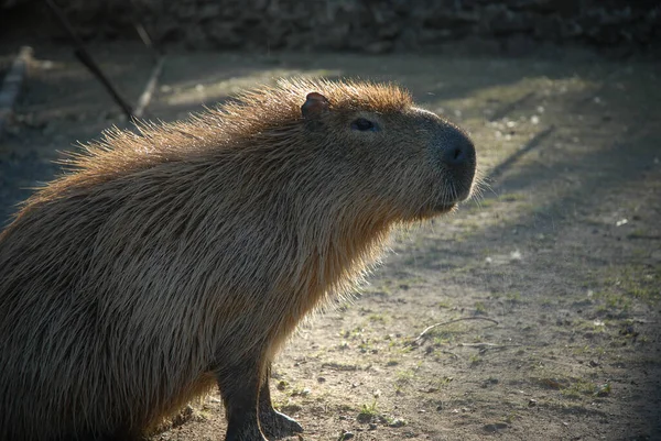 Egy Capybara Világ Legnagyobb Rágcsálója Egy Parkban — Stock Fotó