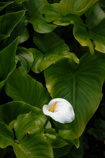 Närbild Vacker Vit Kalla Lilja Blomma Med Gröna Blad Trädgård — Stockfoto