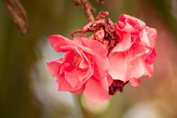Çiçek Açan Ağacın Dallarındaki Pembe Çiçekler — Stok fotoğraf