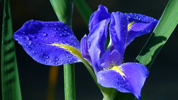 Shallow Focus Shot Blue Iris Flower Covered Water Droplets — Stock Photo, Image