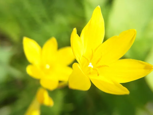 Macro Shot Yellow Rain Lily Flowers Garden Blurry Background Zephyranthes — Stock Photo, Image