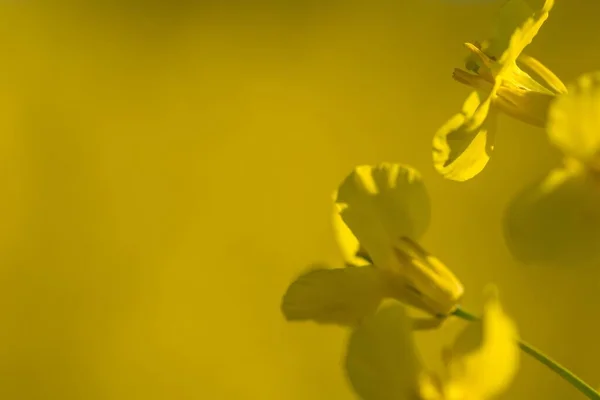 Enfoque Selectivo Hermosas Flores Amarillas Con Fondo Borroso —  Fotos de Stock