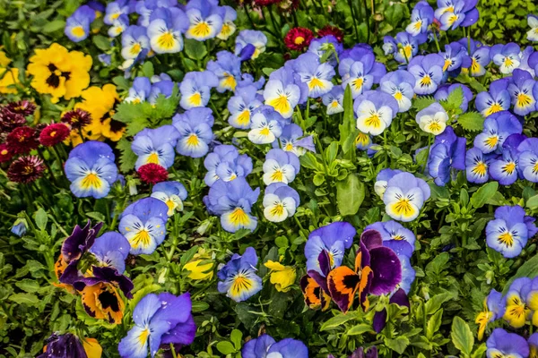 Een Prachtig Shot Van Kleurrijke Wilde Mietjes Bloemen Ingediend — Stockfoto