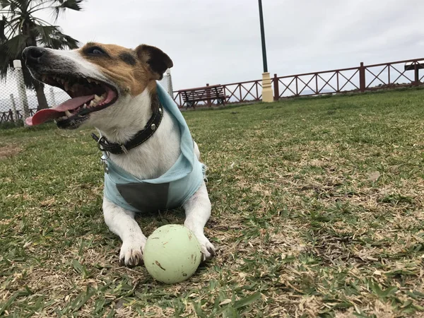 Güzel Bir Jack Russell Terrier Köpeği Parkta Topuyla Oynamaktan Mutlu — Stok fotoğraf