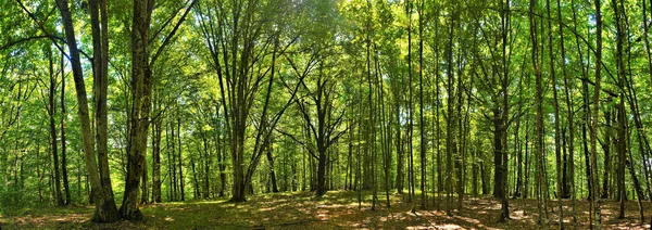 A sunny scenery of a beautiful forest landscape with lots of trees