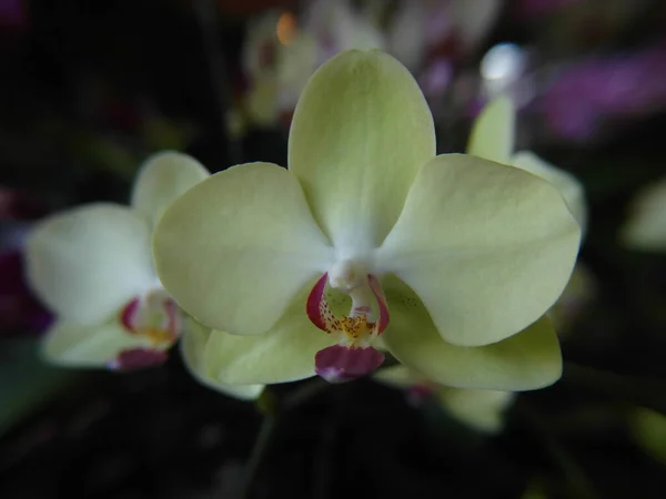 Plan Mise Point Peu Profonde Une Belle Orchidée Dans Fond — Photo