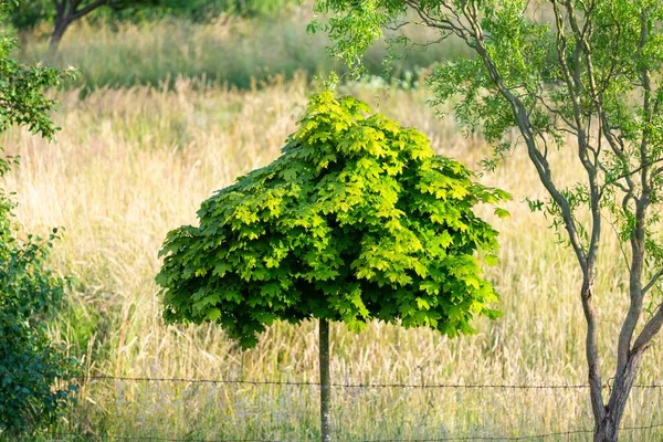 フィールド上の緑のカエデの木のクローズアップショット — ストック写真