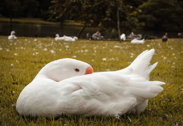 Closeup Shot White Goose Orange Beak Standing Grass River — Stock Photo, Image