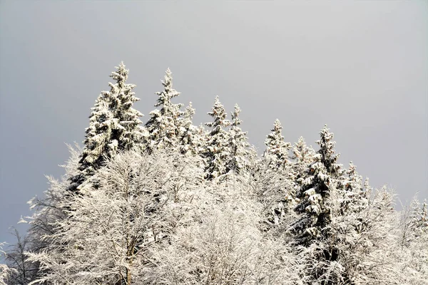 Låg Vinkel Skott Vacker Snöig Skog Landskap — Stockfoto