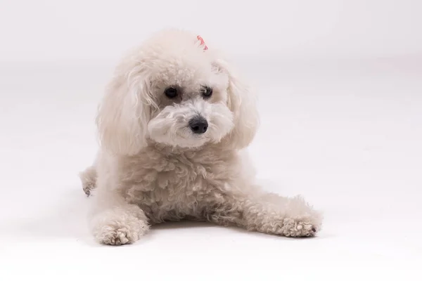 Närbild Bild Bichon Frize Hund Vit Bakgrund — Stockfoto