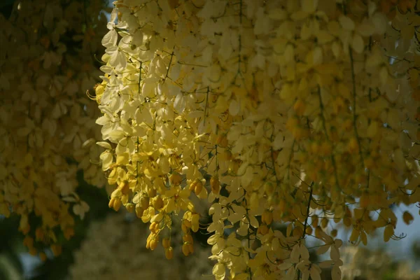 Eine Flache Aufnahme Des Lebendigen Golden Shower Tree — Stockfoto