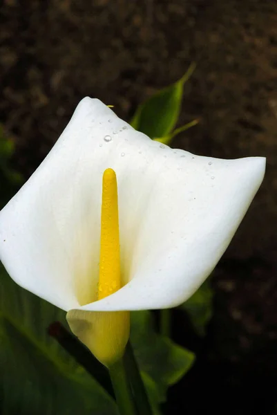 Tiro Close Uma Bela Flor Lírio Branco Calla Com Folhas — Fotografia de Stock