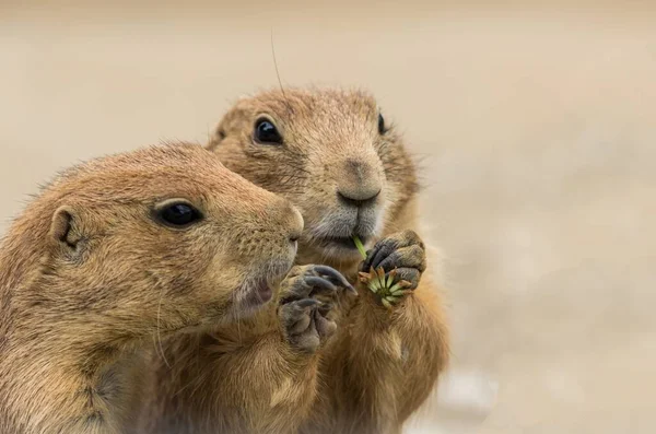 Adoráveis Cães Pradaria Cauda Preta Comendo Uma Planta — Fotografia de Stock