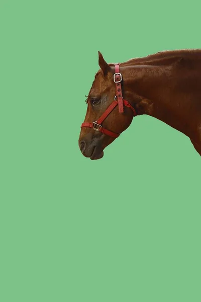 Vertical Shot Isolated Brown Horse Head Green Background — Stock Photo, Image