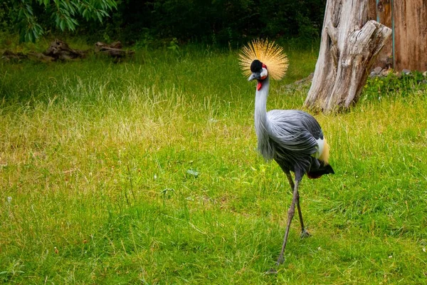 Gros Plan Une Grue Couronnée Avec Herbe Verte Fraîche Des — Photo