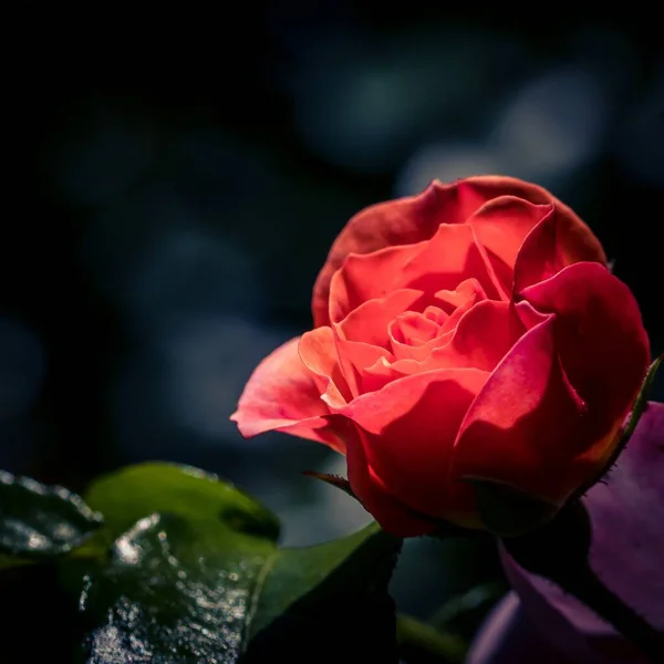 在阳光普照的花园里 一朵美丽的红玫瑰的宏图 — 图库照片