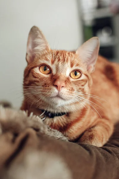 Disparo Vertical Lindo Gato Rayas Rojas Con Collar —  Fotos de Stock