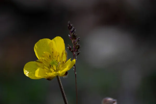 黄色のバターカップの花の選択的な焦点ショット — ストック写真