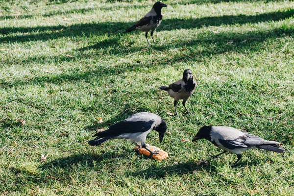 Muitos Corvos Gramado Verde Comendo Pedaço Pão — Fotografia de Stock