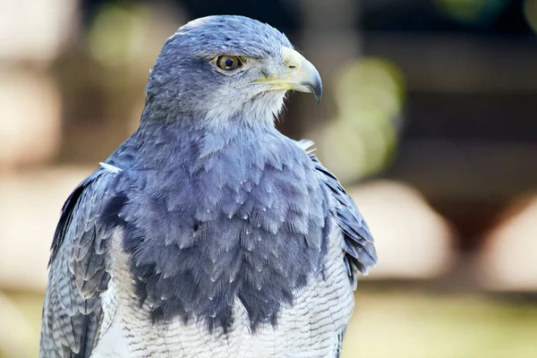 Een Selectieve Focusopname Van Een Prachtige Blauwe Valk Met Wilde — Stockfoto